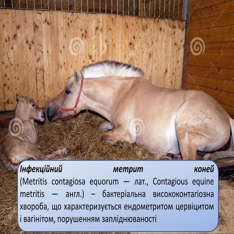 Інфекційний метрит коней | PPT