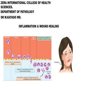 INFLAMMATION & WOUD HEALING..pptx