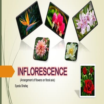 Inflorescence (Botany)