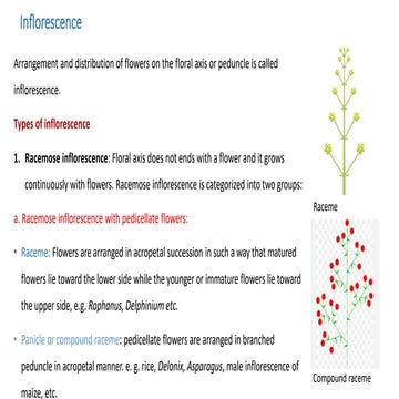 Inflorescence Types,cymose and racemose types,examples with Diagrams | PPTX