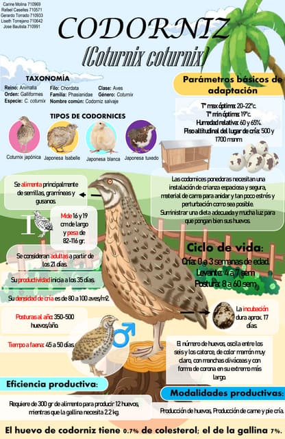 codorniz infografía | PDF