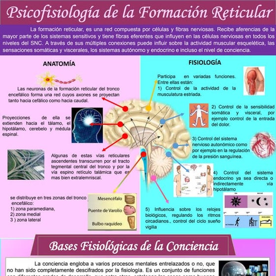 Anatomía Del Sistema Activador Reticular Sistema Activador Reticular