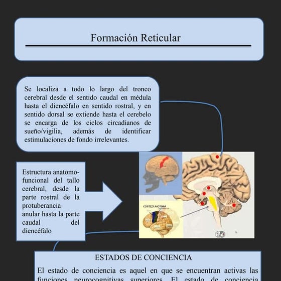 Diagrama De Formación Reticular