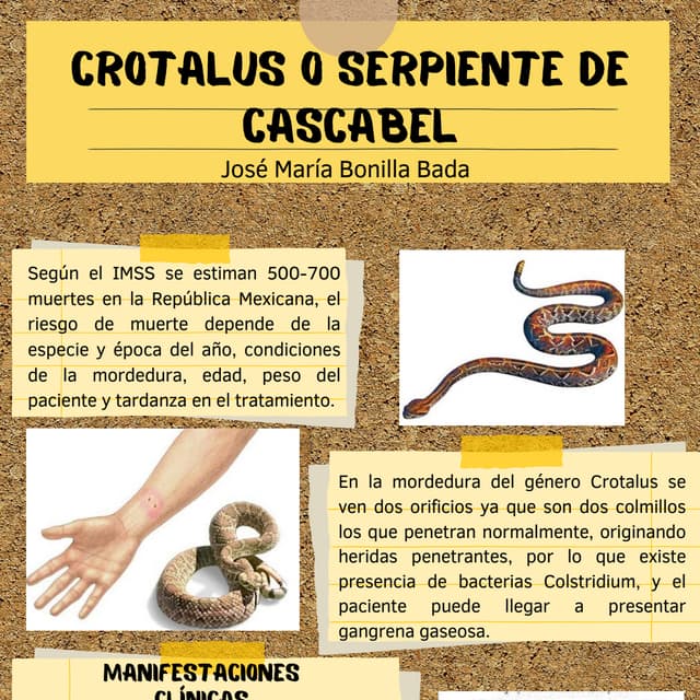 INFOGRAFIA crotalus o serpiente de cascabel JMBB.pdf