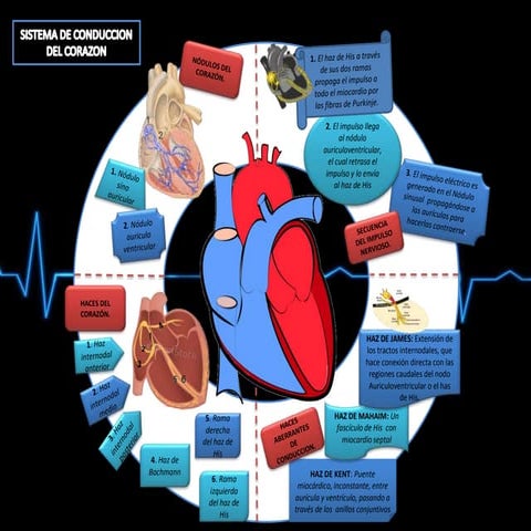 INFOGRAFÍA, SISTEMA DE CONDUCCIÓN CARDÍACA ELÉCTRICA