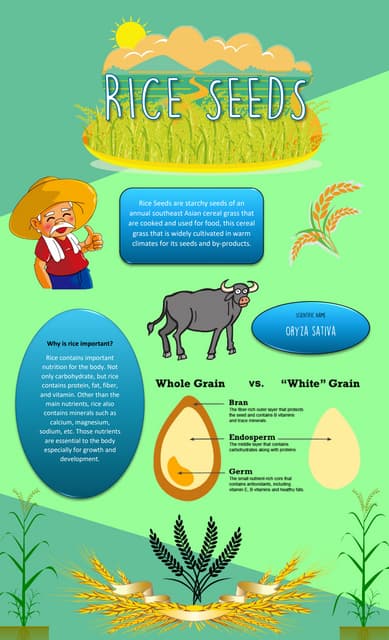 Rice -Agriculture GK | PPTX | Agriculture | Industries