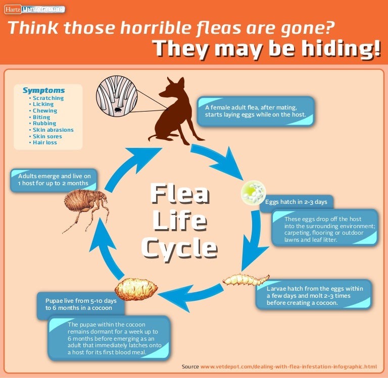 Hartz Mountain Infographic of Flea Lifecycle