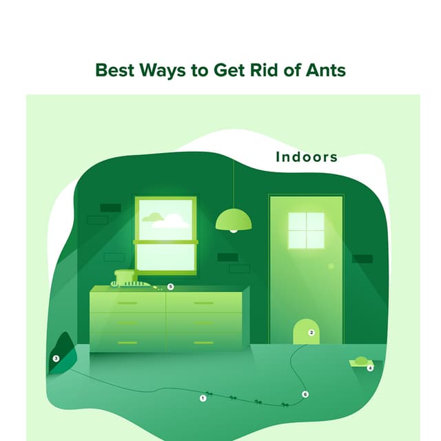 Best way to get rid of ants