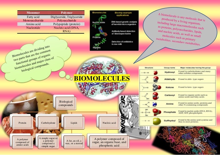 Infographic of basic Biomolecules