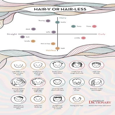 Infographics hairstyles vocabulary