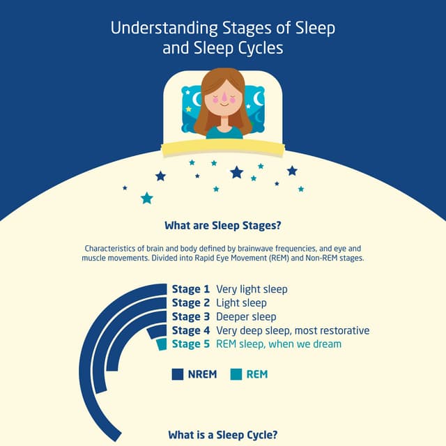 Stages of Sleep and Sleep Cycles Explained PDF