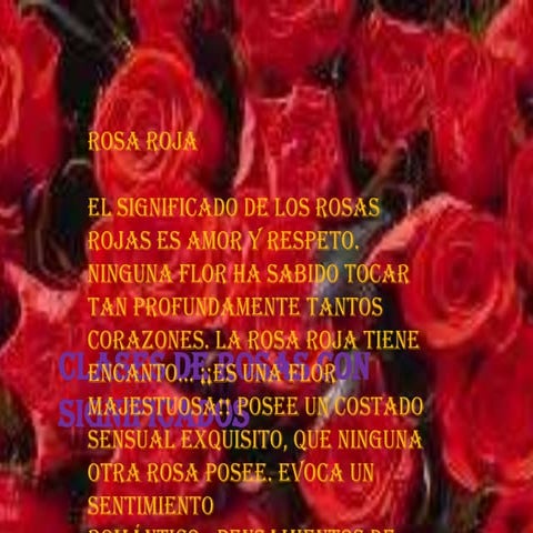 rosas..