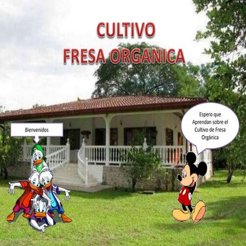 SIEMBRA DE FRESA ORGANICA
