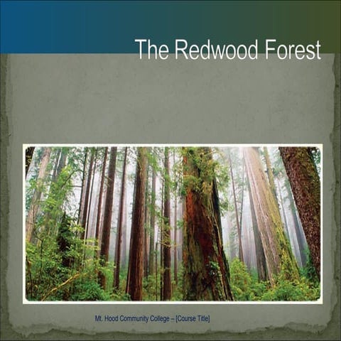 The Redwood Forest