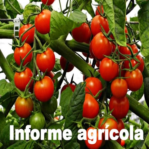 Informe agrícola