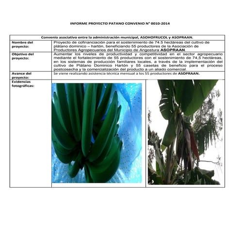 Informe proyecto platano