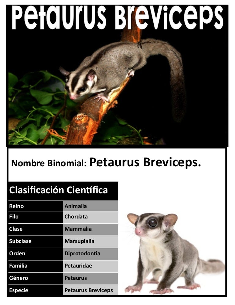 A Sugar Gliders Life Cycle Sugar Glider Lovers