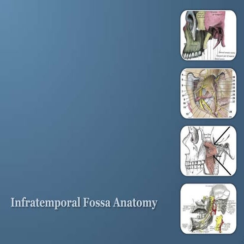 Infratemporal Fossa