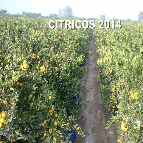 Manejo agronomico de los Citricos