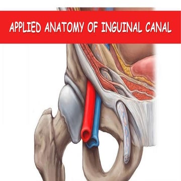 Inguinal canal final