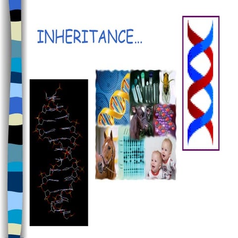 Standard grade Inheritance | PPT
