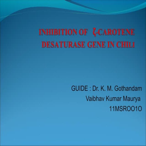Inhibition of   ζ carotene desaturase gene in chili
