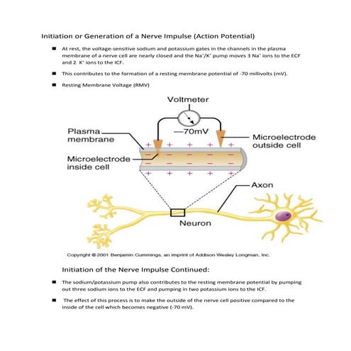 Initiation or generation of a nerve impulse