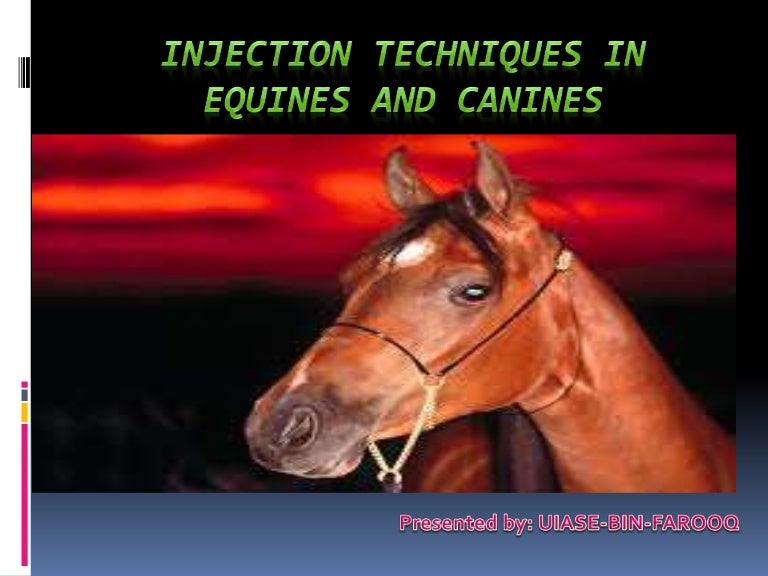 Injection techniques in equines and canines