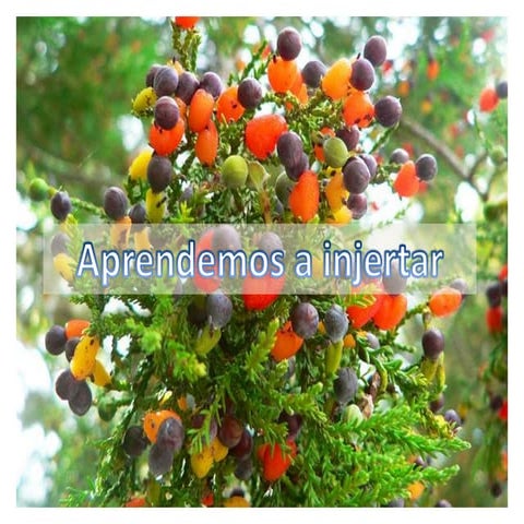 Aprendiendo a injertar | PPTX