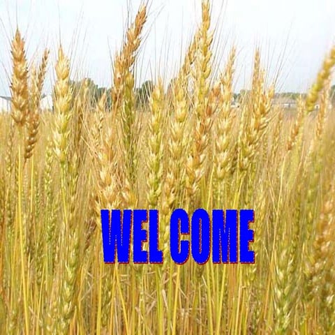 Integrated nutrient management  in wheat.ppt