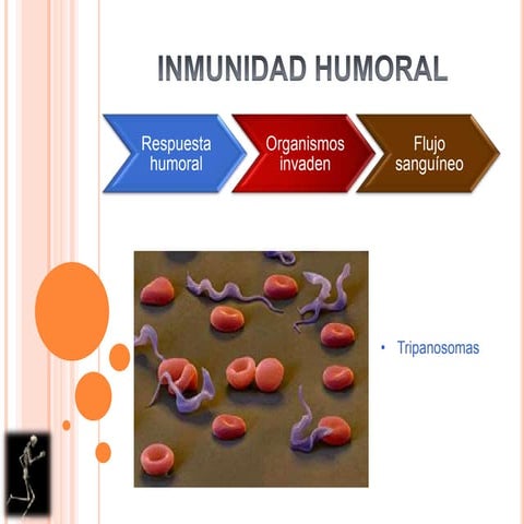 Inmunidad humoral y celular