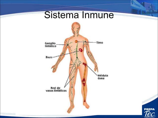 Sistema Inmune
