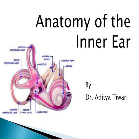 Anatomy of inner ear | PPT