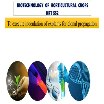Inoculation of explants 