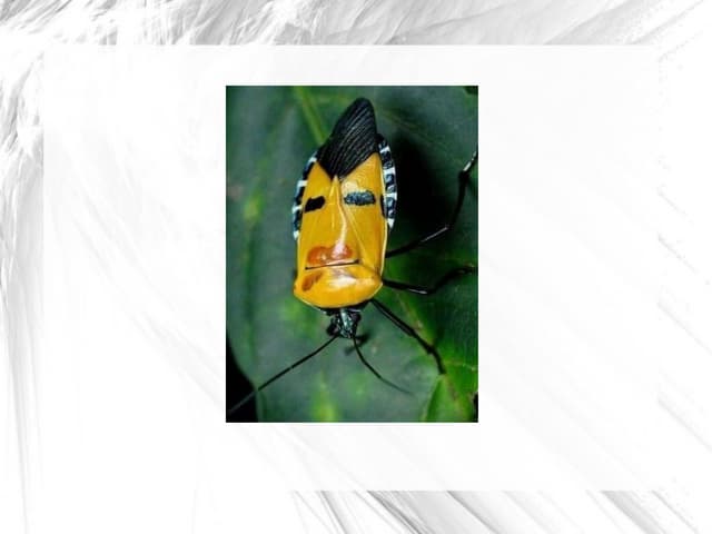 Human faces on insect