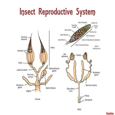 Reproductive system in insect and its types | PPTX