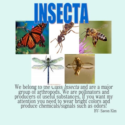 Class Insecta Characteristics