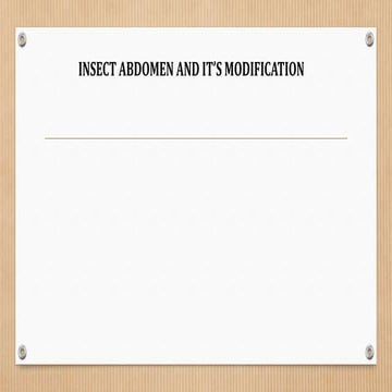 Insect abdomen