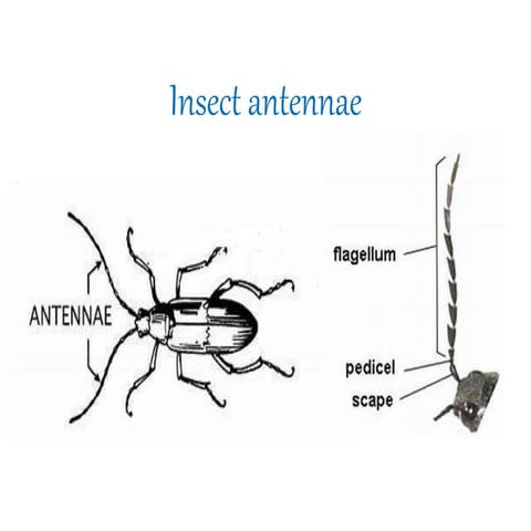 Insect antennae and its modifications | PPT