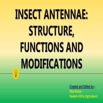 Insect Antennae: Structure, Functions and Their Modifications