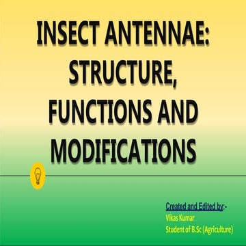 INSECT ANTENNAE.pptx