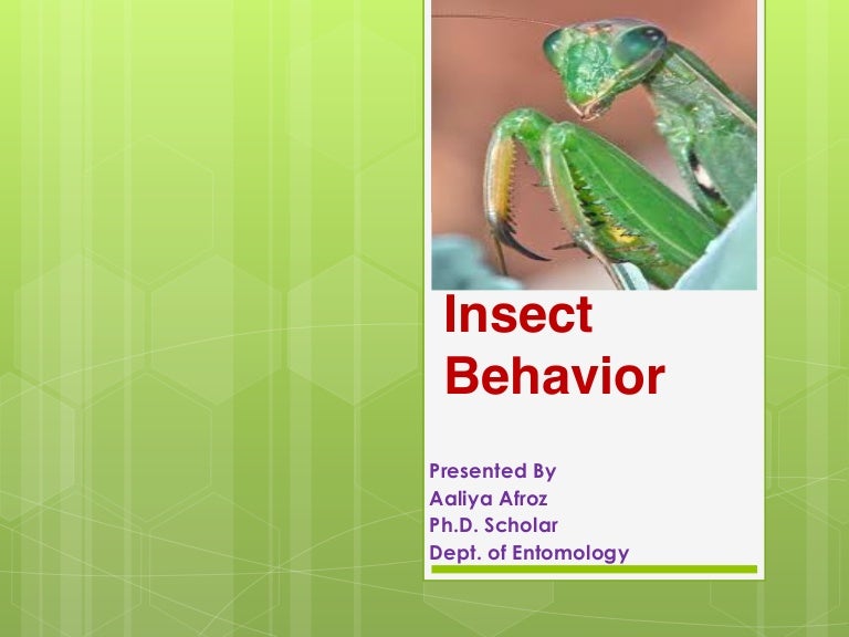 Insect behavior