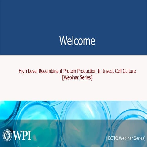 High Level Recombinant Protein Production In Insect Cell Culture