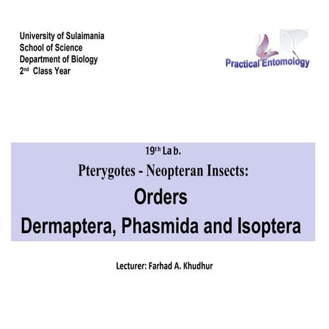 Insect classification lab19 | PPT