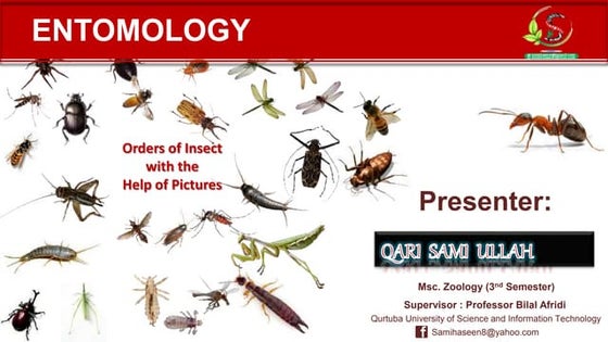 Moulting in Insect by sami | PPSX | Skin and Dermatology | Diseases and ...