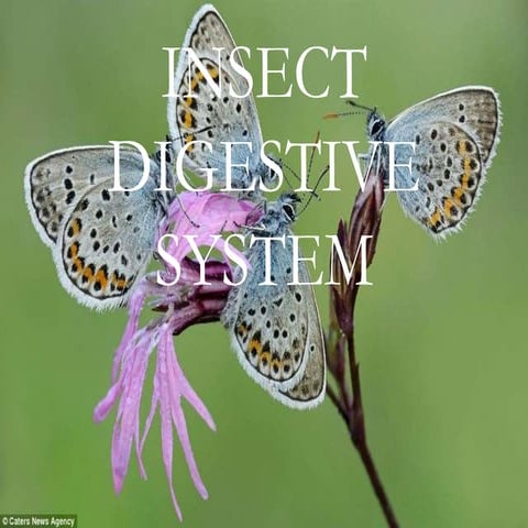Insect digestive system