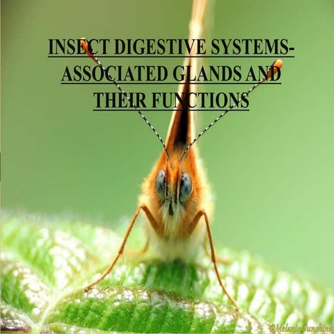 Insect digestive system associated glands