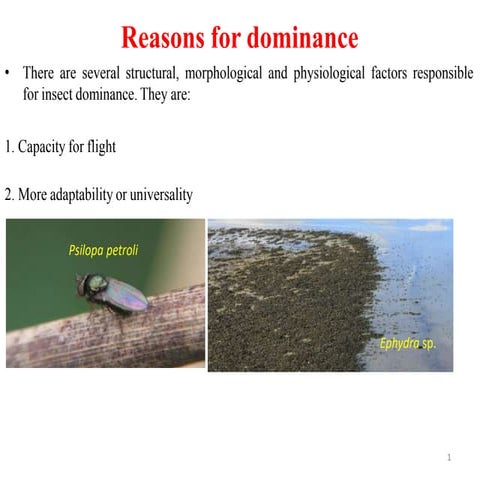 Dominance of insects, classification of phylum arthropoda | PPTX