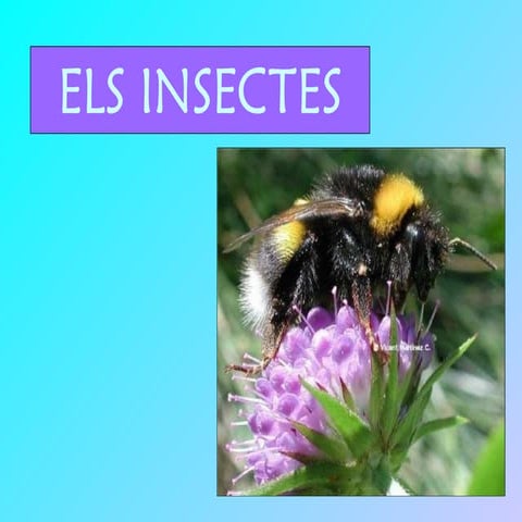 Insectes