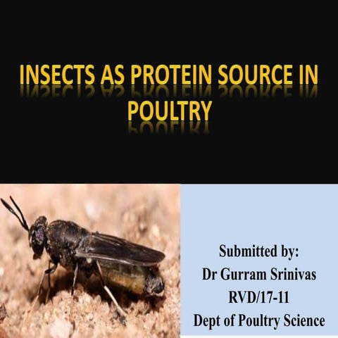 Insect feeding of poultry
